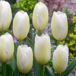 Tulip Francoise Tulipa