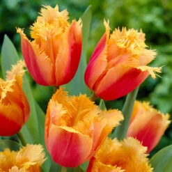 Tulip Fringed Collection Tulipa Fringed Collection -Plant Flower Store Tulip Fringed Collection 1021362 2 50169.1655126907