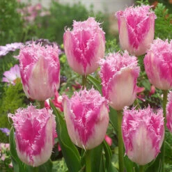Tulip Fringed Collection Tulipa Fringed Collection -Plant Flower Store Tulip Fringed Collection 1021362 3 70600.1688542853
