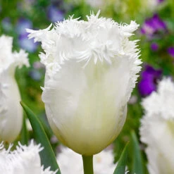 Tulip Fringed Collection Tulipa Fringed Collection -Plant Flower Store Tulip Fringed Collection 1021362 4 67391.1688542852