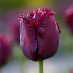 Tulip Fringed Collection Tulipa Fringed Collection -Plant Flower Store Tulip Fringed Collection 1021362 6 81385.1688542853
