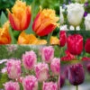 Tulip Fringed Collection Tulipa Fringed Collection -Plant Flower Store Tulip Fringed Collection 1021362 49108.1688542853