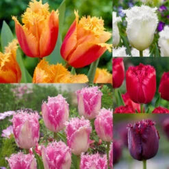 Tulip Fringed Collection Tulipa Fringed Collection