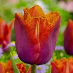 Tulip Fringed Louvre Collection -Plant Flower Store Tulip Fringed Louvre Collection 1022394 3 51477.1687944165