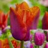 Tulip Fringed Louvre Collection -Plant Flower Store Tulip Fringed Louvre Collection 1022394 25991.1687944165
