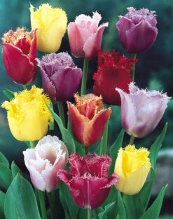 Tulip Fringed Tulips Mixed Tulipa -Plant Flower Store Tulip Fringed Tulips Mixed 11 12cm 0003218 3 18099.1623344043