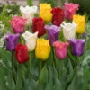 Tulip Fringed Tulips Mixed Tulipa -Plant Flower Store Tulip Fringed Tulips Mixed 11 12cm 0003218 76380.1623344042