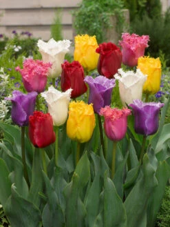 Tulip Fringed Tulips Mixed Tulipa