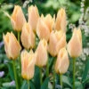 Tulip Fur Elise 10/11cm Tulipa -Plant Flower Store Tulip Fur Elise 0002766 2 36075.1655378972