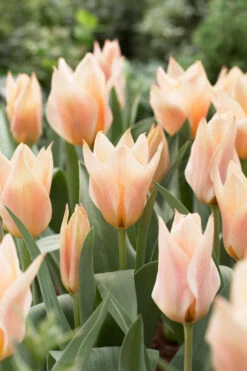 Tulip Fur Elise 10/11cm Tulipa 7 Tulip Fur Elise 10/11cm Tulipa -Plant Flower Store Tulip Fur Elise 10 11cm 0002766 33716.1655378972