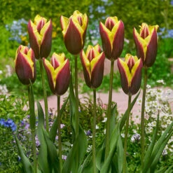 Tulip Gavota Tulipa