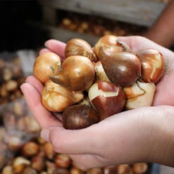 Tulip Giuseppe Verdi (Saver Sized Bulbs) Tulipa -Plant Flower Store Tulip Giuseppe Verdi 0002806 4 83674.1628087163