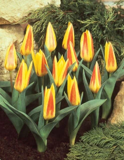 Tulip Giuseppe Verdi (Saver Sized Bulbs) Tulipa -Plant Flower Store Tulip Giuseppe Verdi 10 11cm 0002806 3 22361.1623343533
