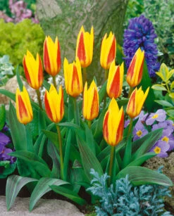 Tulip Giuseppe Verdi (Saver Sized Bulbs) Tulipa