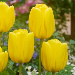 Tulip Golden Apeldoorn Tulipa