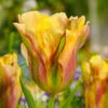 Tulip Golden Artist 11-12cm Tulipa -Plant Flower Store Tulip Golden Artist 0003250 13222.1628170086