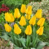 Tulip Golden Tango 1 Tulip Golden Tango -Plant Flower Store Tulip Golden Tango 0009793 56248.1624366742