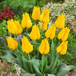 Tulip Golden Tango