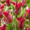 Tulip Green Love Tulipa -Plant Flower Store Tulip Green Love 0013138 47228.1693558541