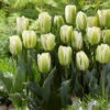 Tulip Green Spirit -Plant Flower Store Tulip Green Spirit 0009781 71052.1624379896