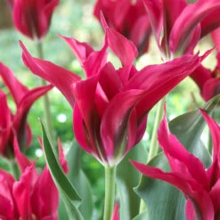 Tulip Green Star/Doll's Minuet Collection -Plant Flower Store Tulip Green Star Dolls Minuet Collection 1021504 2 45840.1657629910