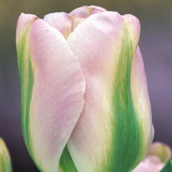 Tulip Greenland Tulipa -Plant Flower Store Tulip Greenland 0003252 3 92012.1624379756