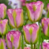 Tulip Greenland Tulipa -Plant Flower Store Tulip Greenland 0003252 06915.1628170145