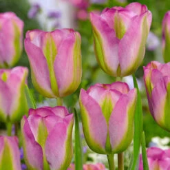 Tulip Greenland Tulipa