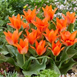 Tulip Greigii Collection Tulip Greigii Collection -Plant Flower Store Tulip Greigii Collection 1021549 8 89370.1687249355