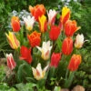 Tulip Greigii/Kaufmanniana Mixed (Saver Sized Bulbs) Tulipa -Plant Flower Store Tulip Greigii Kaufmanniana Mixed 10 11cm 0004904 5 88776.1655378271