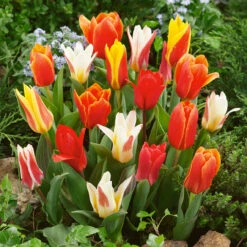Tulip Greigii/Kaufmanniana Mixed (Saver Sized Bulbs) Tulipa