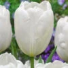 Tulip Hakuun Tulipa -Plant Flower Store Tulip Hakuun 11 12cm 0005999 57180.1628090764