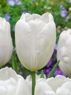 Tulip Hakuun Tulipa