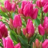 Tulip Happy Family Tulipa -Plant Flower Store Tulip Happy Family 11 12cm 0002876 68389.1628587127