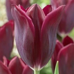Tulip Havran Tulipa -Plant Flower Store Tulip Havran 0003778 3 56506.1628506697