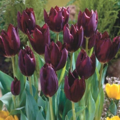 Tulip Havran Tulipa -Plant Flower Store Tulip Havran 0003778 4 98406.1628506697