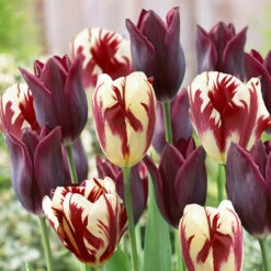 Tulip Havran Tulipa -Plant Flower Store Tulip Havran 0003778 5 82929.1628506697