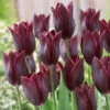 Tulip Havran Tulipa -Plant Flower Store Tulip Havran 0003778 55091.1628506697