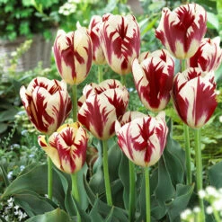 Tulip Havran & Grand Perfection Collection Tulip Havran & Grand Perfection Collection -Plant Flower Store Tulip Havran Grand Perfection Collection 1021420 2 03078.1654860055