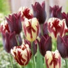 Tulip Havran & Grand Perfection Collection Tulip Havran & Grand Perfection Collection -Plant Flower Store Tulip Havran Grand Perfection Collection 1021420 22111.1654860055