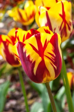 Tulip Helmar Tulipa -Plant Flower Store Tulip Helmar 11 12cm 0003124 71124.1629189020