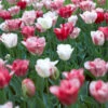 Tulip Hemisphere Tulipa -Plant Flower Store Tulip Hemisphere 11 12cm 0004941 39670.1623343657