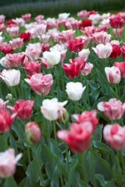 Tulip Hemisphere Tulipa