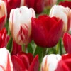 Tulip Carnival Collection Hollandia / Carnaval 1 Tulip Carnival Collection Hollandia / Carnaval -Plant Flower Store Tulip Holland Carnival Collection 1015904 37198.1624434627