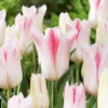 Tulip Holland Chic (Saver Sized Bulbs) Tulip Holland Chic -Plant Flower Store Tulip Holland Chic 0004468 3 79045.1687521100