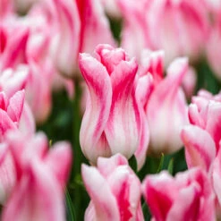 Tulip Holland Chic (Saver Sized Bulbs) Tulip Holland Chic -Plant Flower Store Tulip Holland Chic 0004468 92036.1687521100