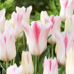 Tulip Holland Chic 11-12cm Tulip Holland Chic -Plant Flower Store Tulip Holland Chic 11 12cm 0004469 3 93570.1638542748