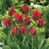 Tulip Hollywood 11/12cm Tulipa Hollywood -Plant Flower Store Tulip Hollywood 0003254 45273.1624380012