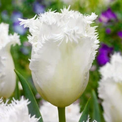 Tulip Honeymoon And Huis Ten Bosch Collection -Plant Flower Store Tulip Honeymoon and Huis Ten Bosch Collection 1022246 3 66306.1654679332