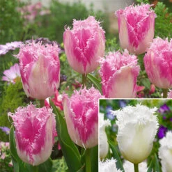 Tulip Honeymoon And Huis Ten Bosch Collection